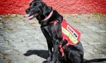 Arama kurtarma köpekleri için geliştirilen GPS ve vücut sensörleri